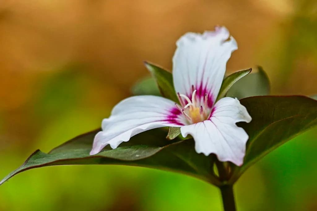White Flower Bloom
