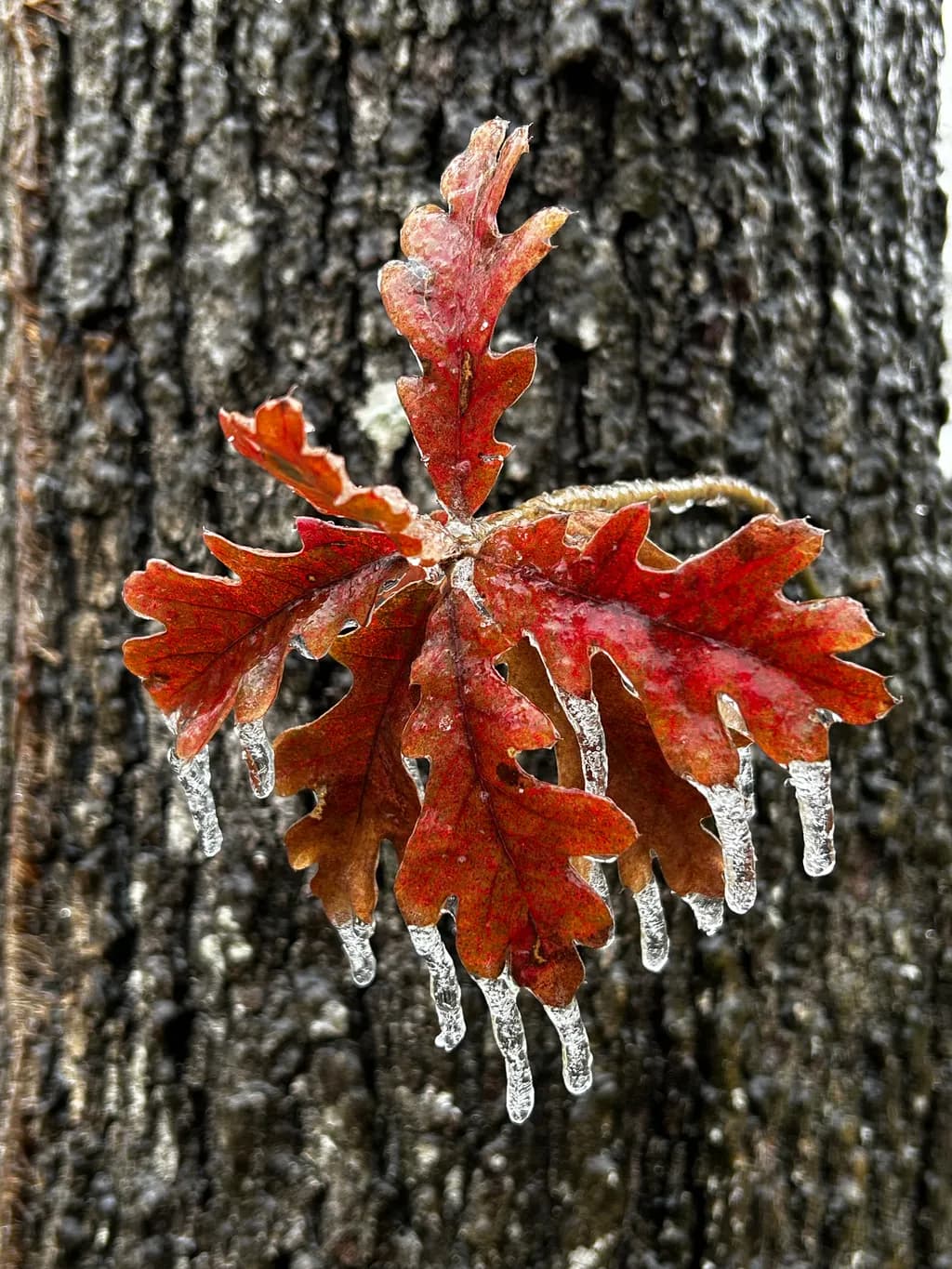 Iced Maple Leaves