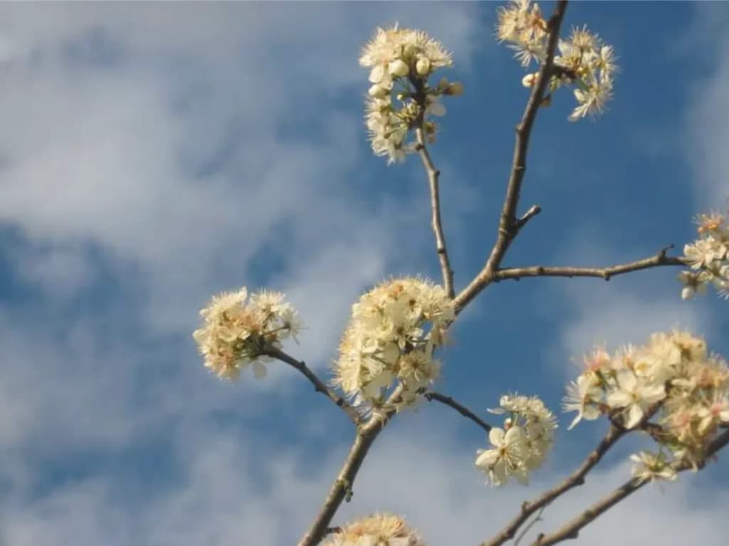 Blossoms Against Blue