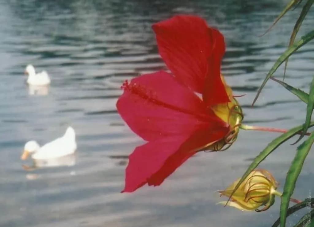 Hibiscus Over Water