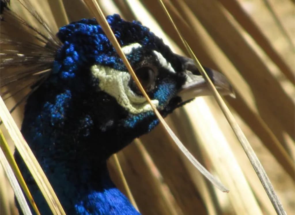 Blue Jay in the Reeds