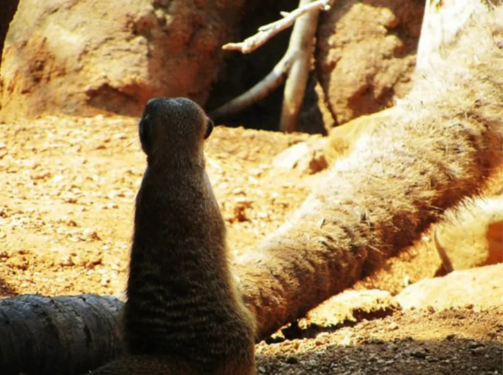 Sunlit Otter Perch