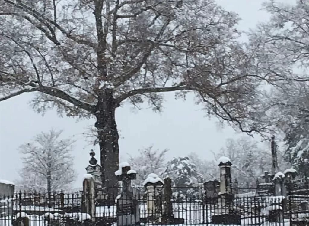 Snowbound Cemetery Tree
