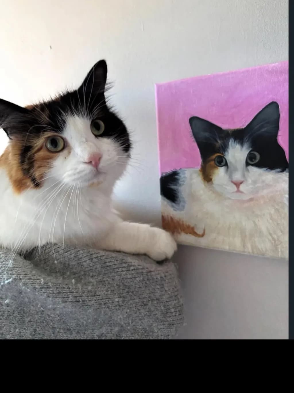Calico Cat Portrait Pair