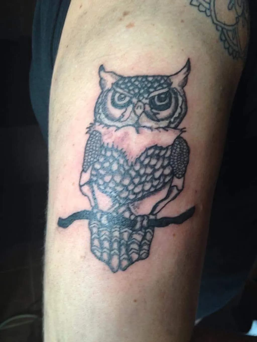 Owl on a Branch
