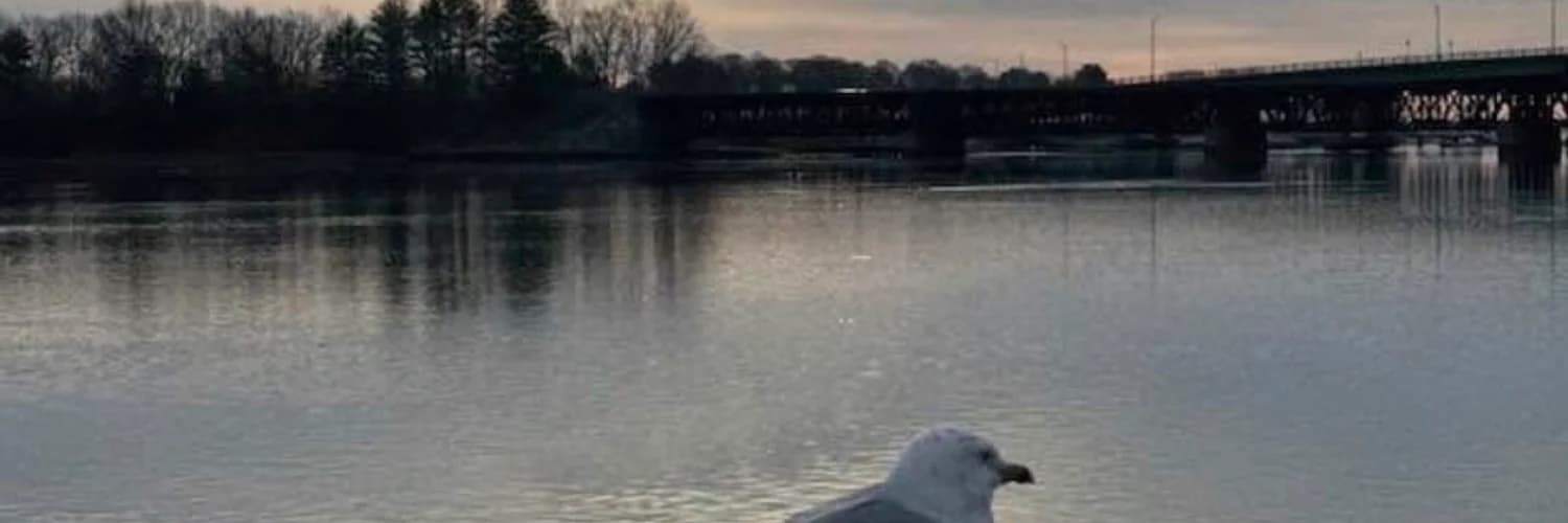 Profilbanner