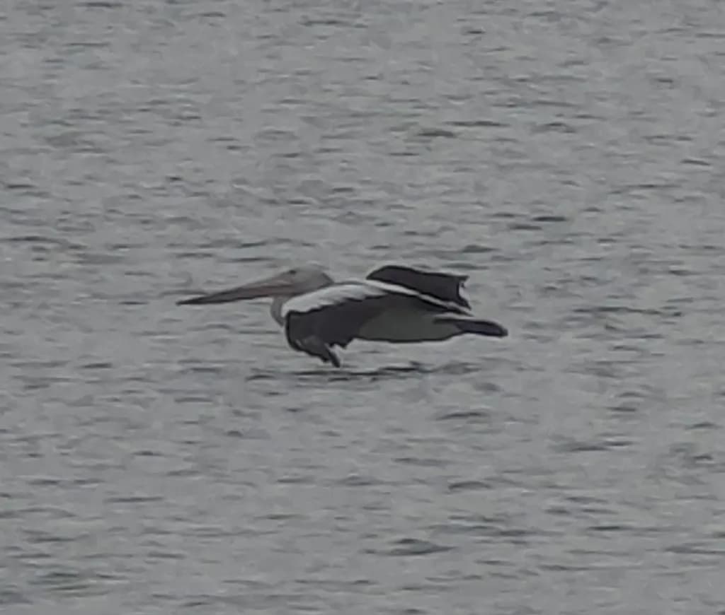 Bird Over Water