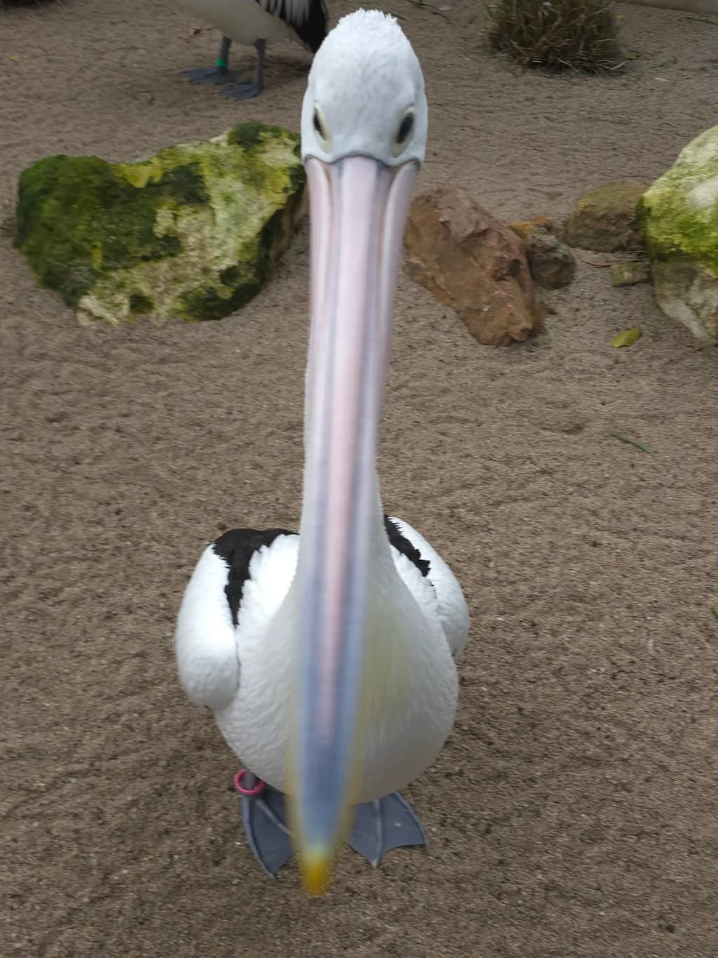 Pelican Face-Off