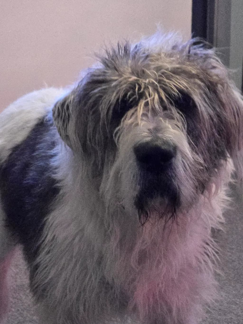 Shaggy Dog Portrait