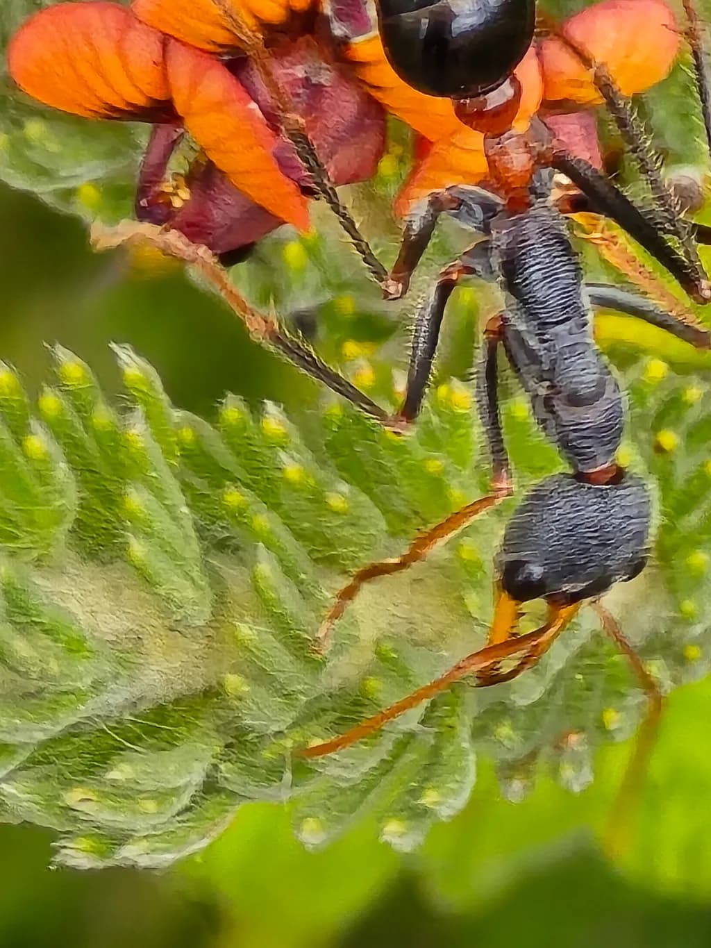Black Ant on Orange Flower