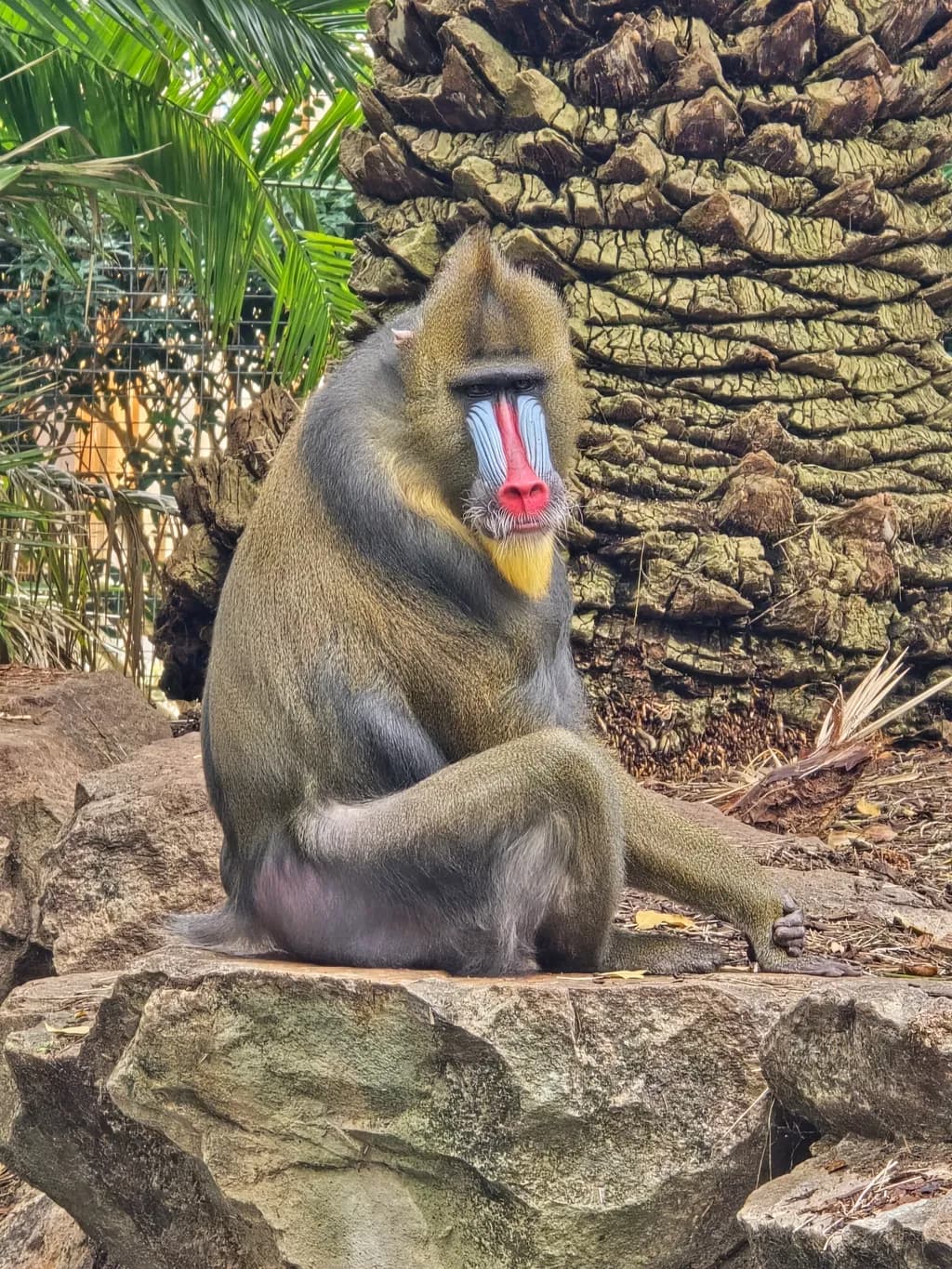 Mandrill by the Palm