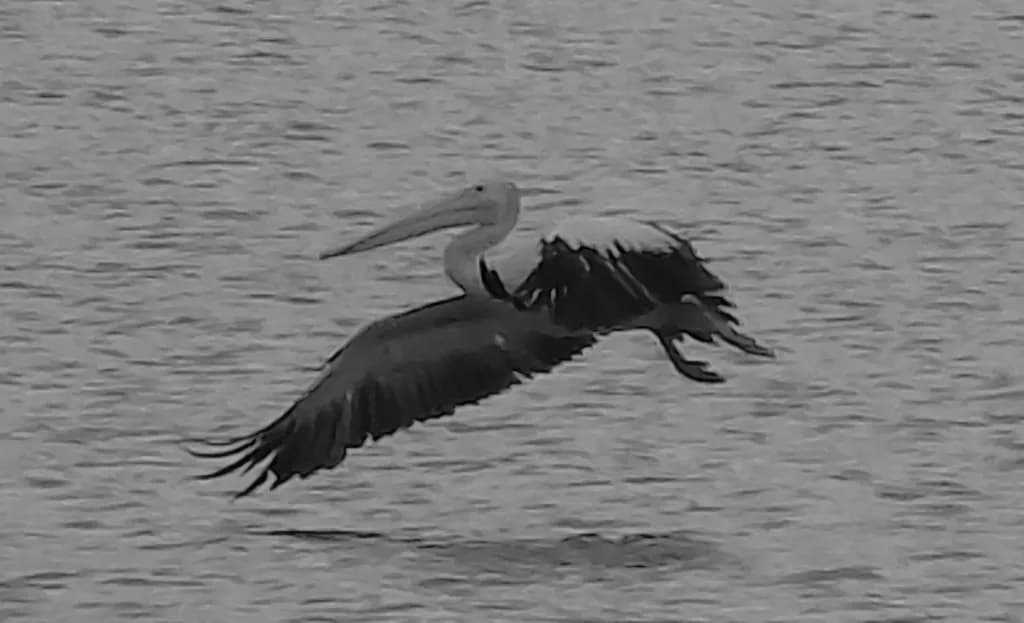 Pelican Over Water