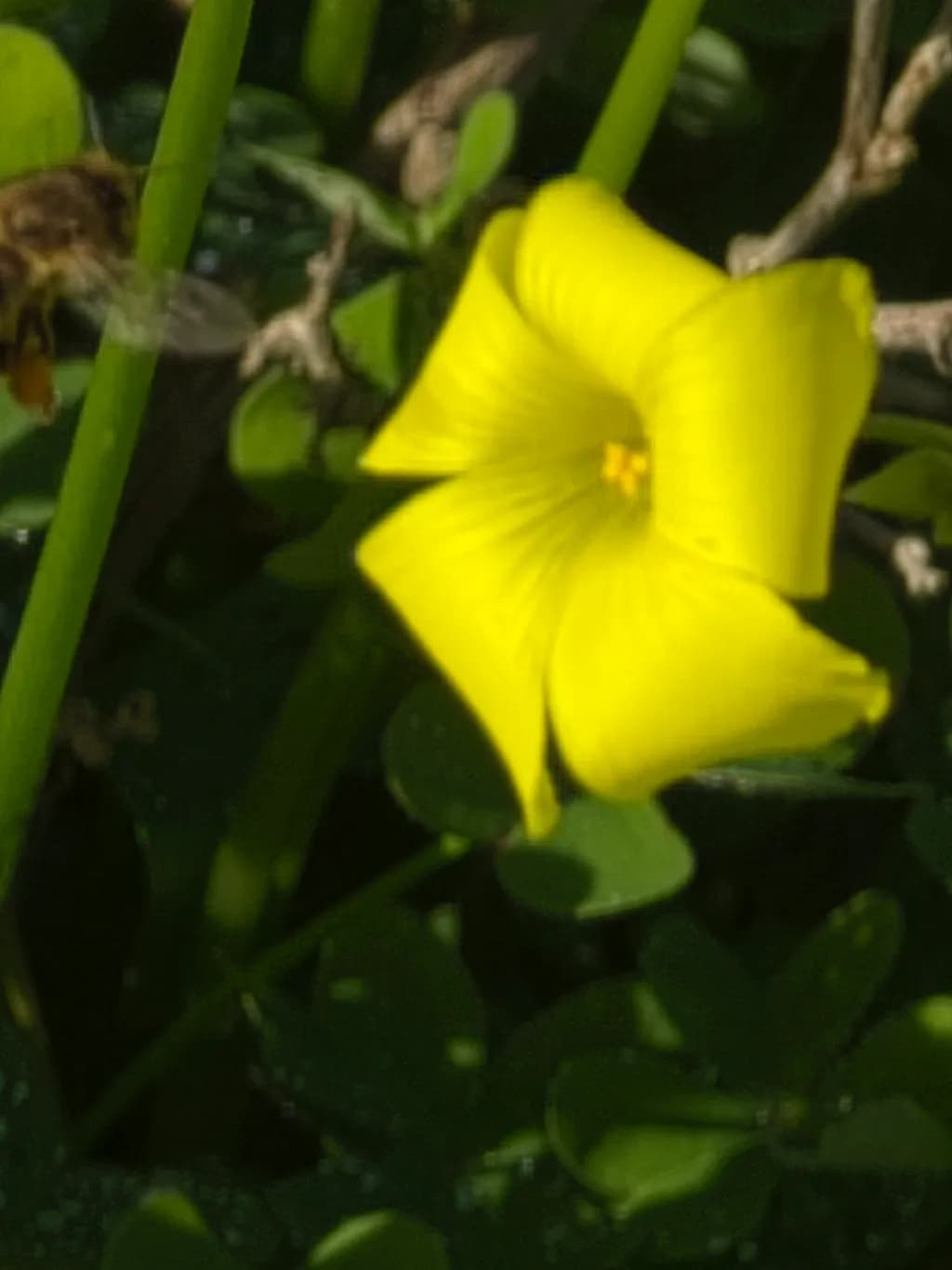 Yellow Trumpet Flower