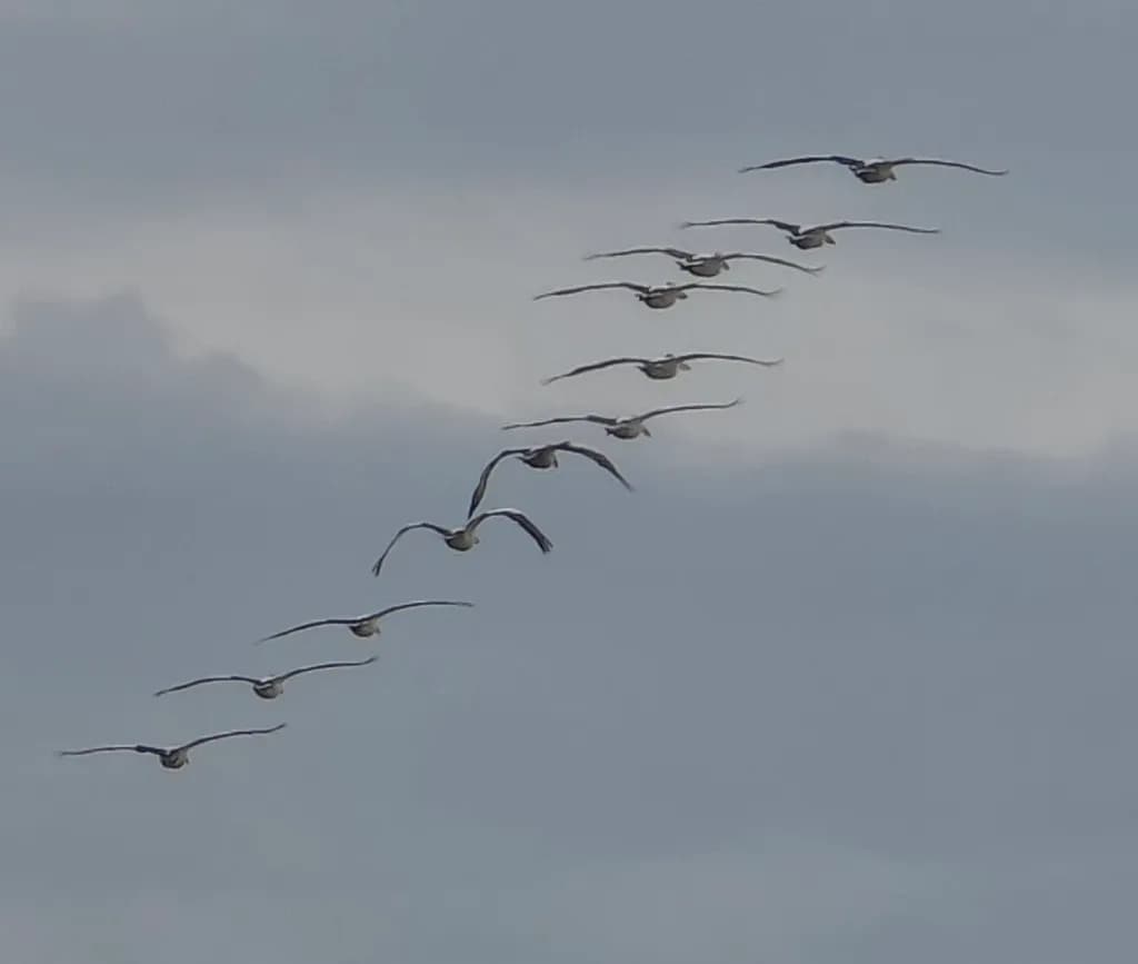 Pelican Squadron
