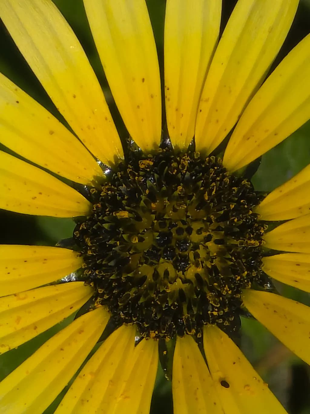 Sunflower Center Close-Up
