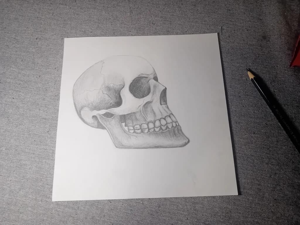 Graphite Skull Study