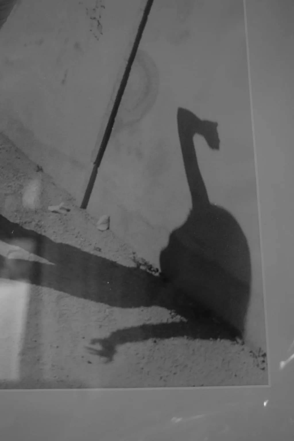 Bent Neck Shadow