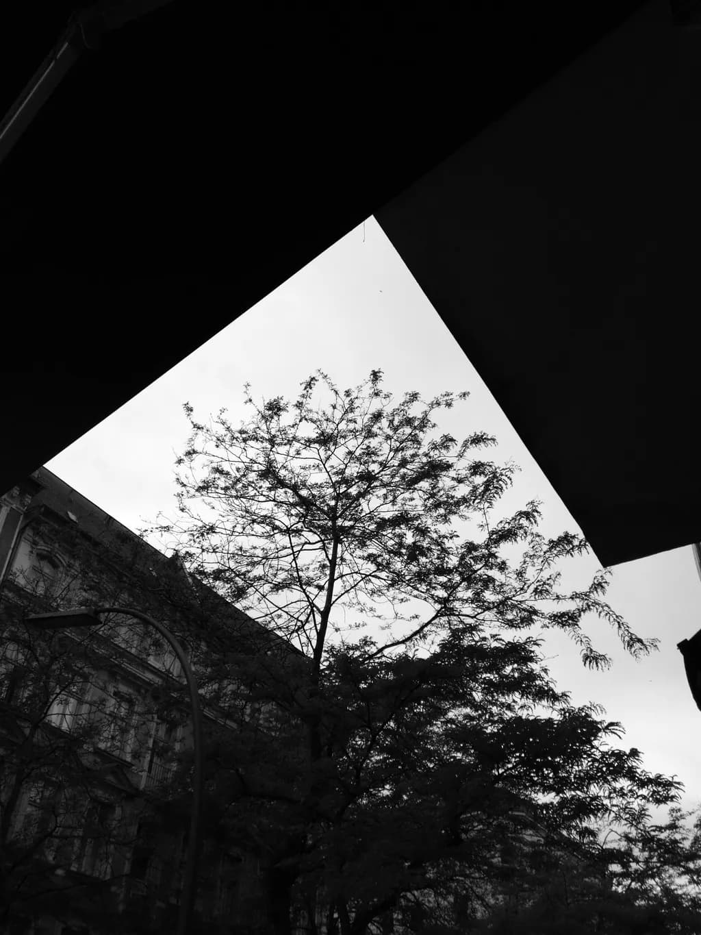 Tree Beneath the Canopy