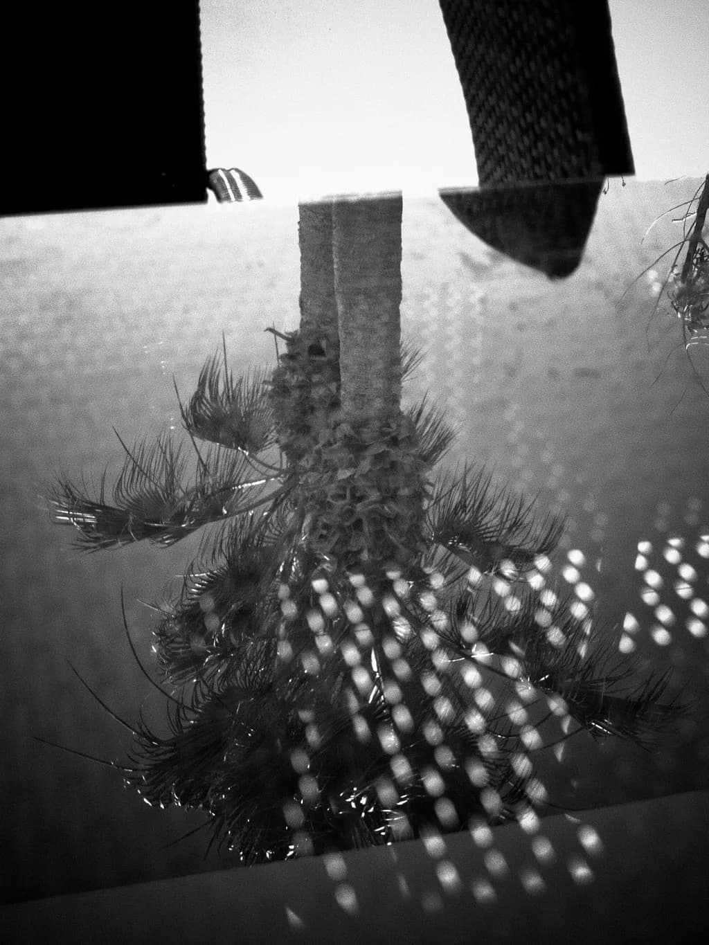 Cactus Shadow Pattern
