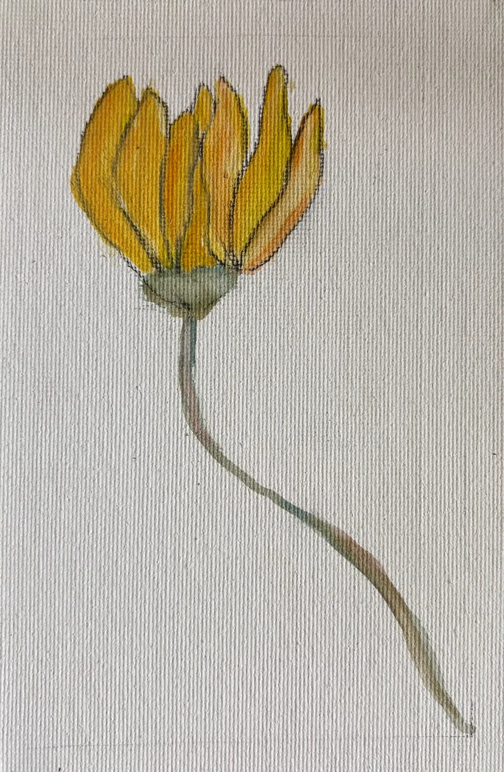 Golden Bloom Curve
