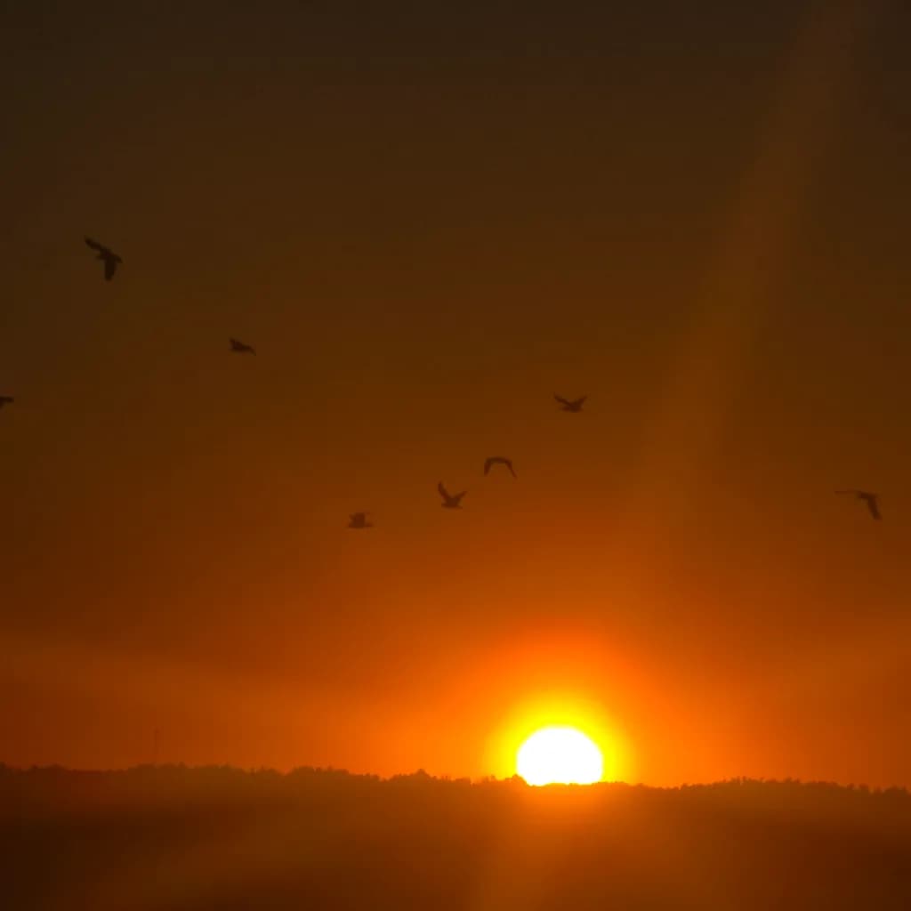 Birds Over Ember Sunset