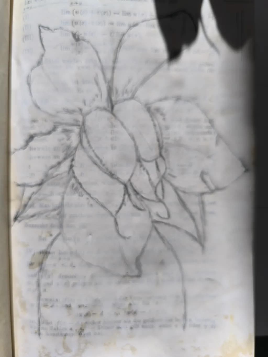 Botanical Study in Graphite