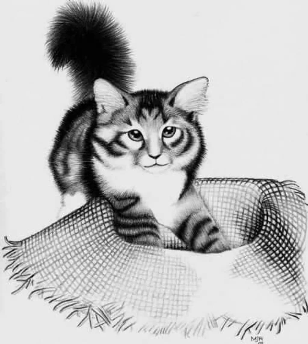 Cat in Hat