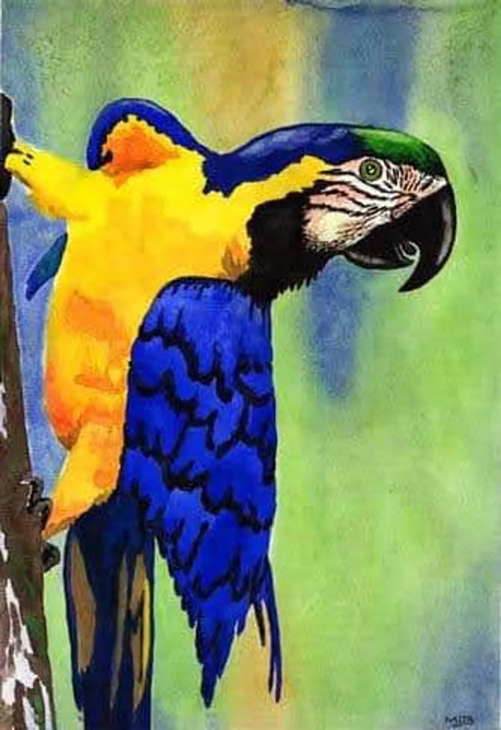 Blue and Gold Macaw