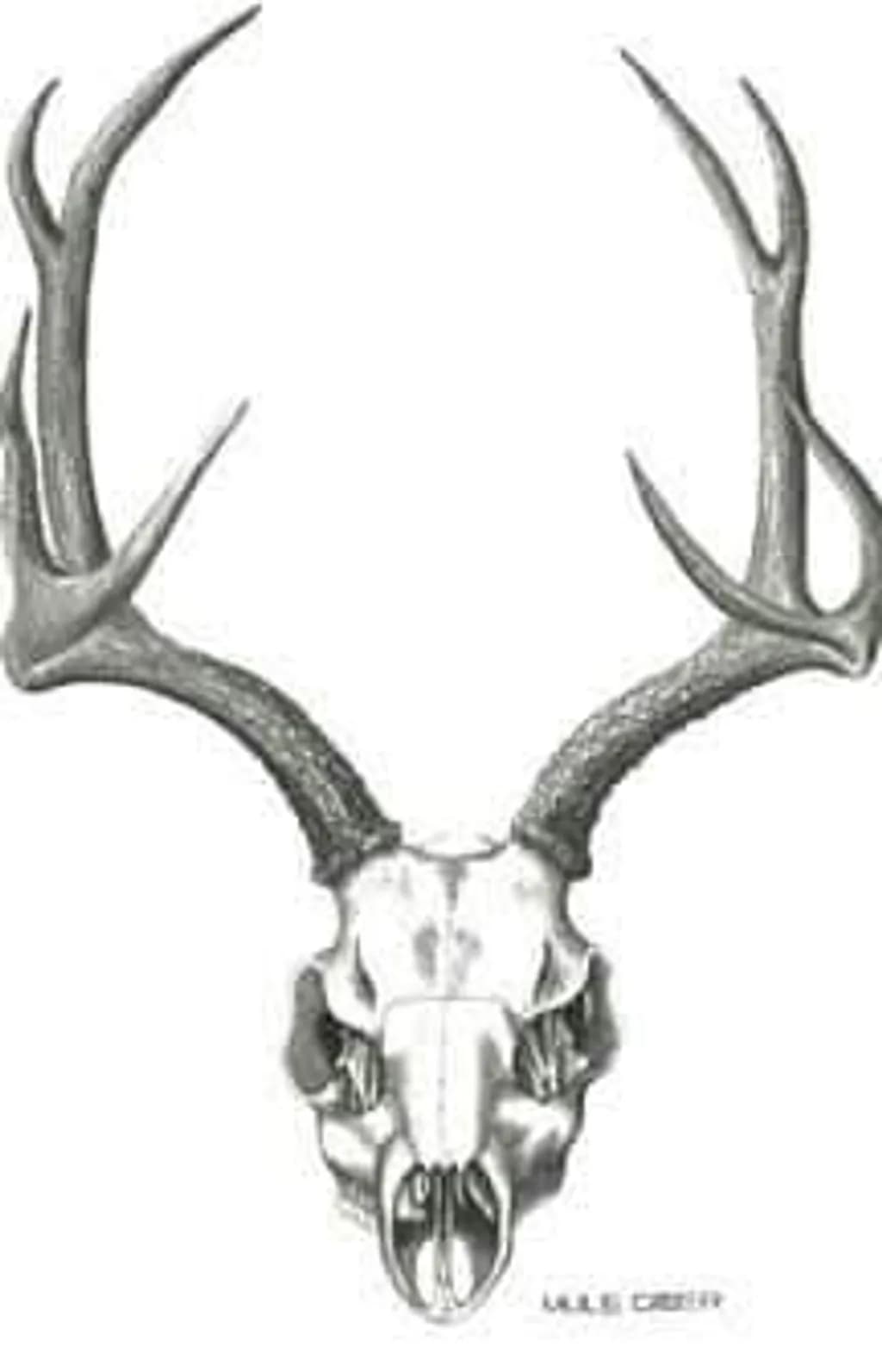 Deer Antler Study