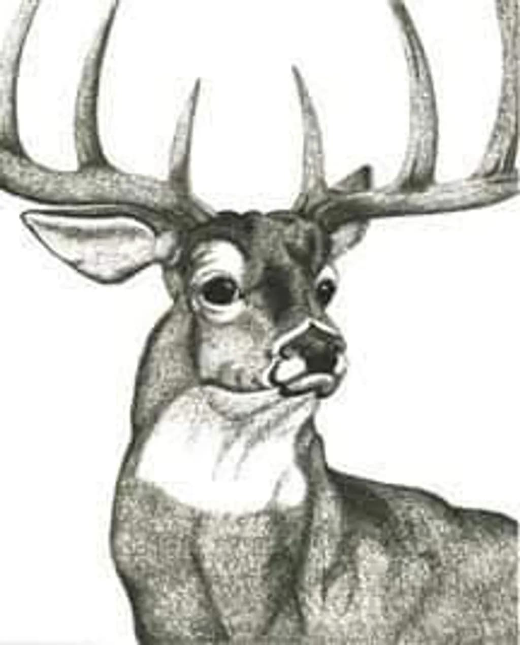 Stag Study