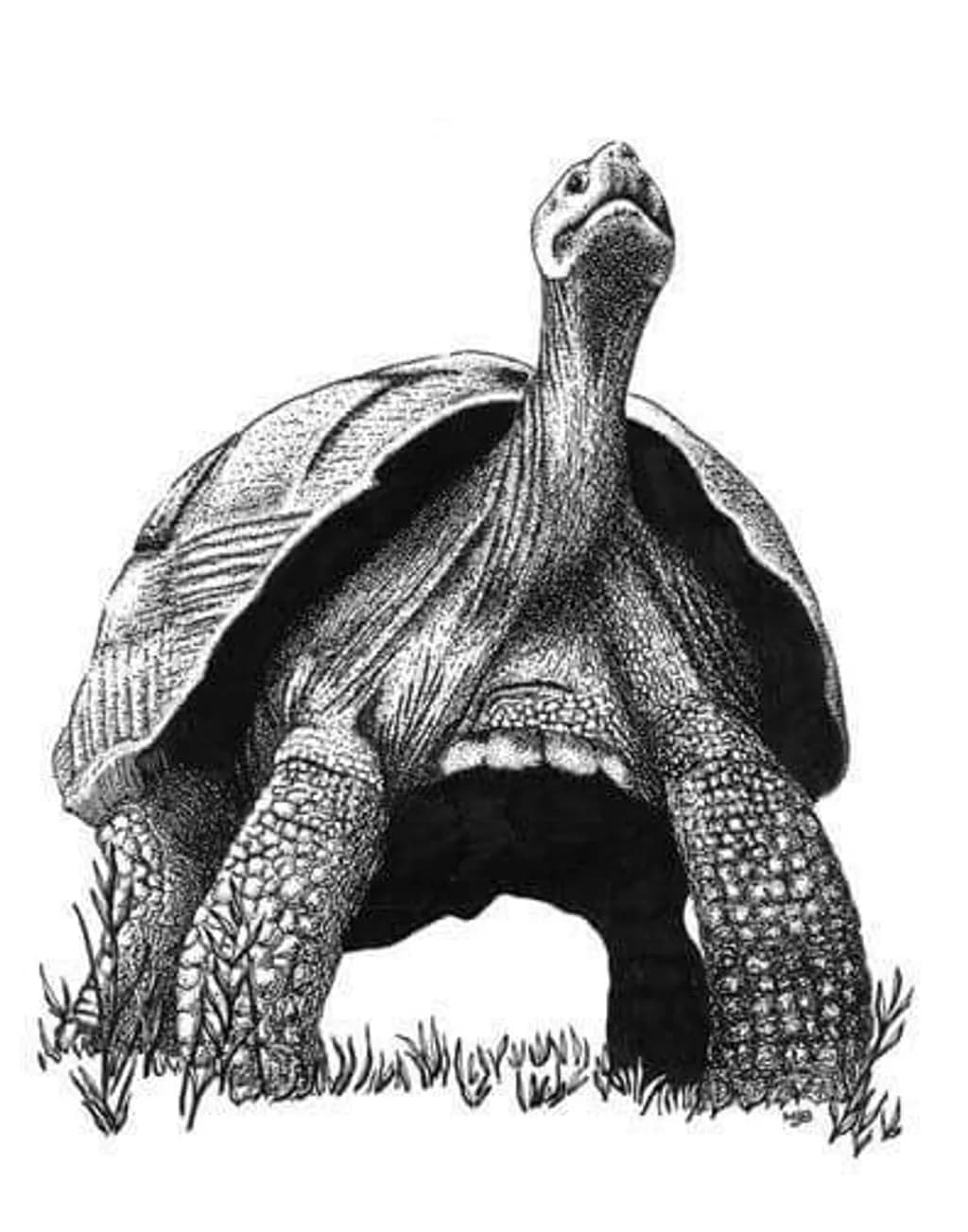 Armored Turtle in Grass