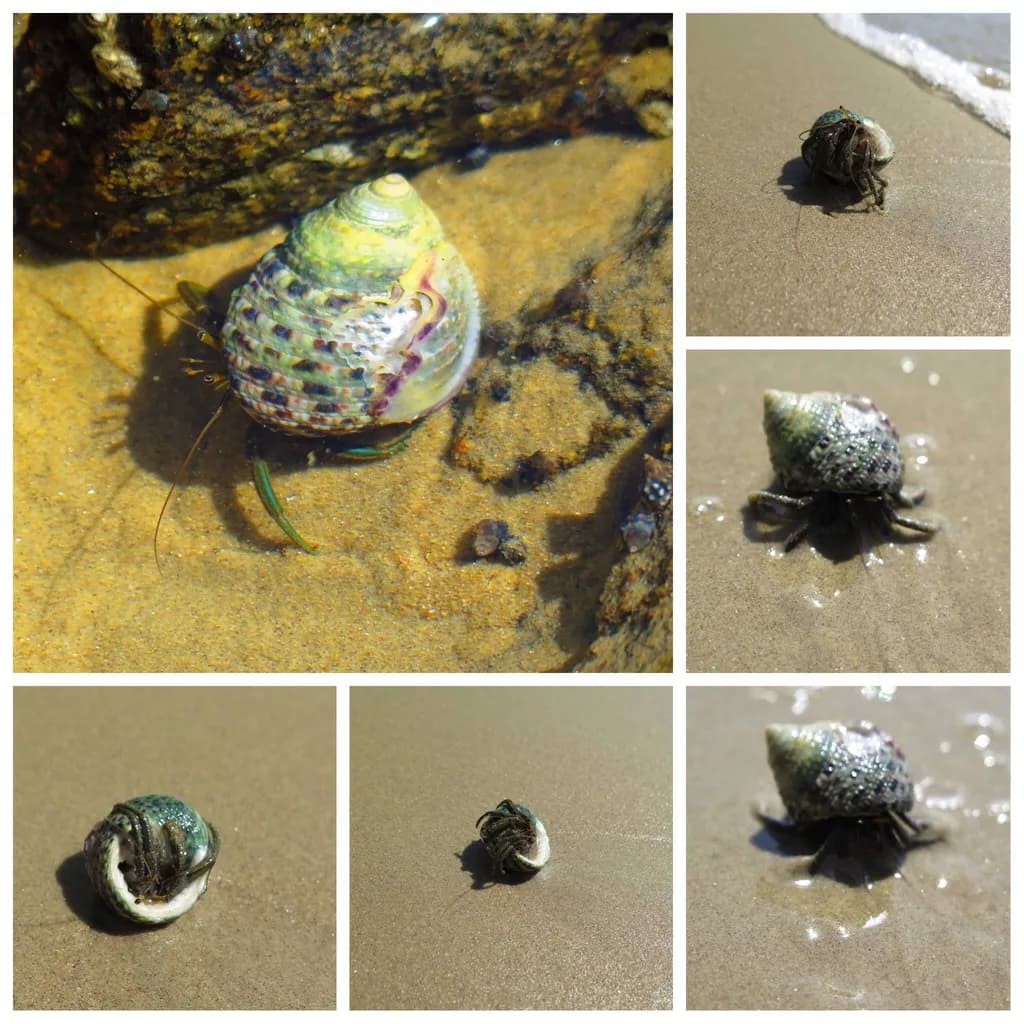 Tidepool Hermit Crabs and Shells