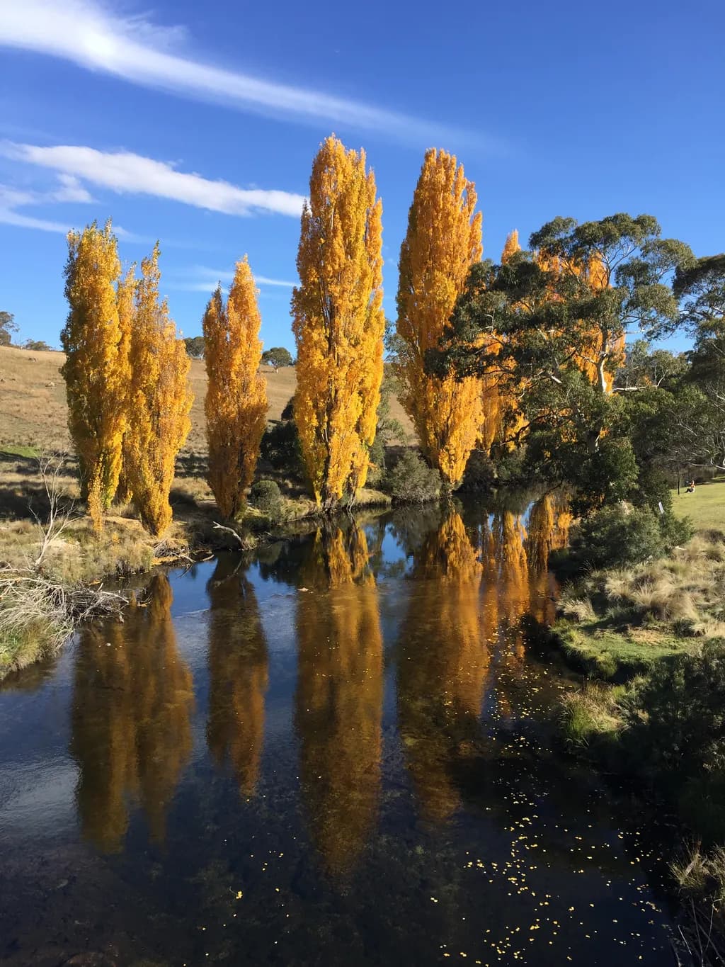 Golden Trees Reflected in River