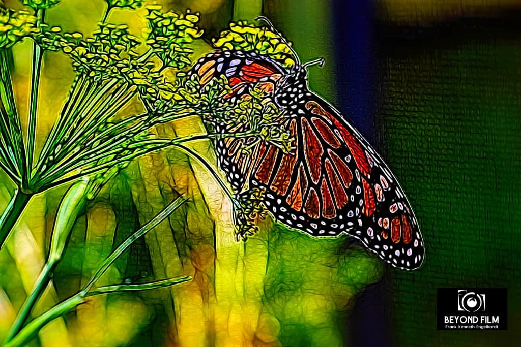 Stylized Monarch Butterfly