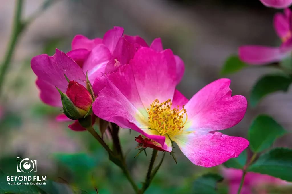 Rosa 'Fleurette'