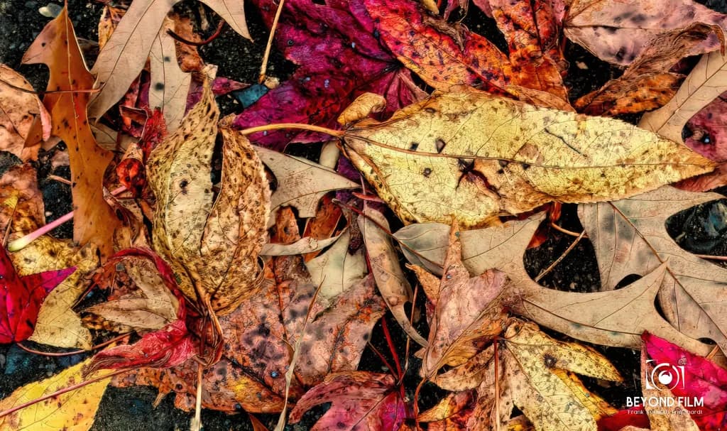 Leaves on Driveway