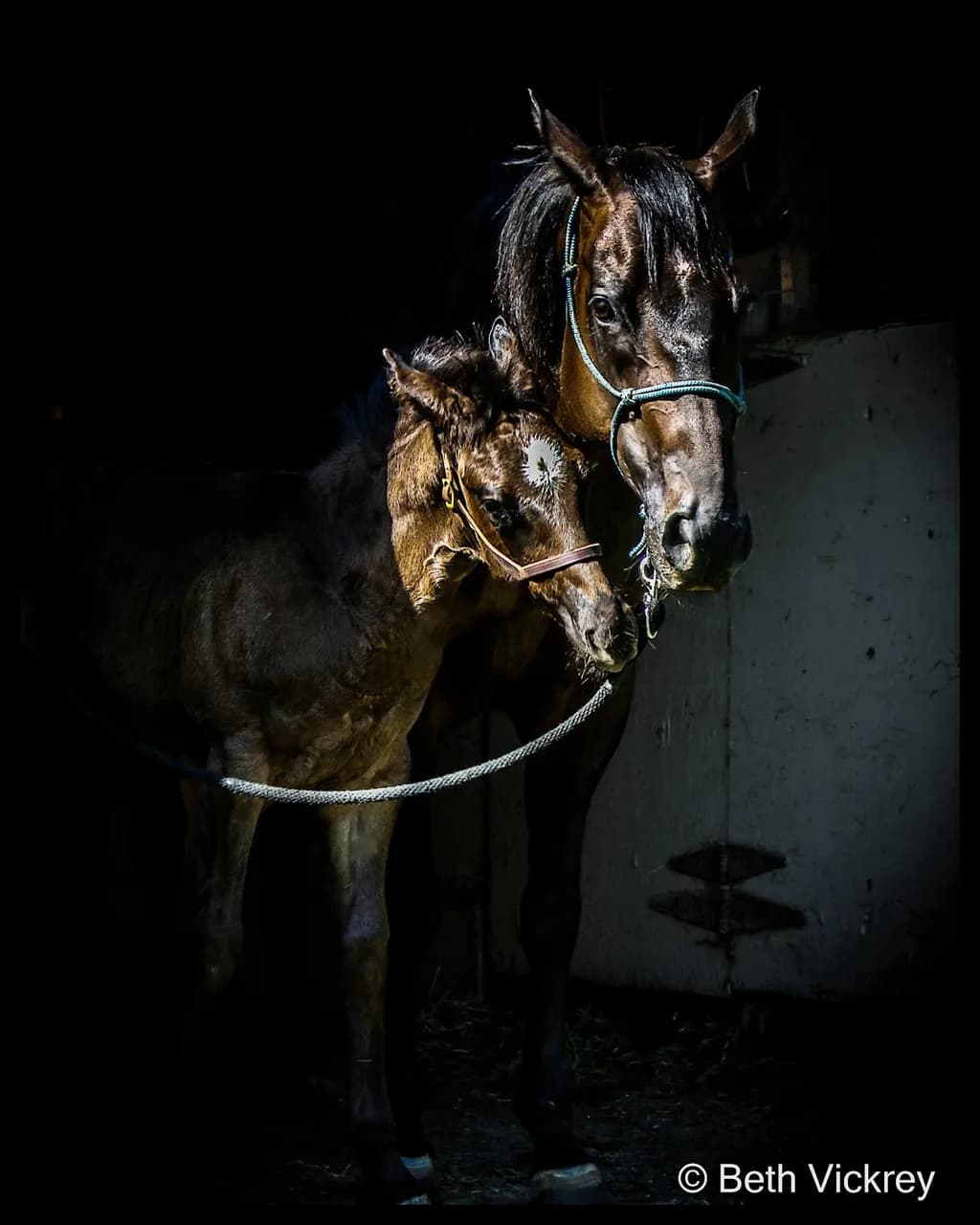 Mama and Foal