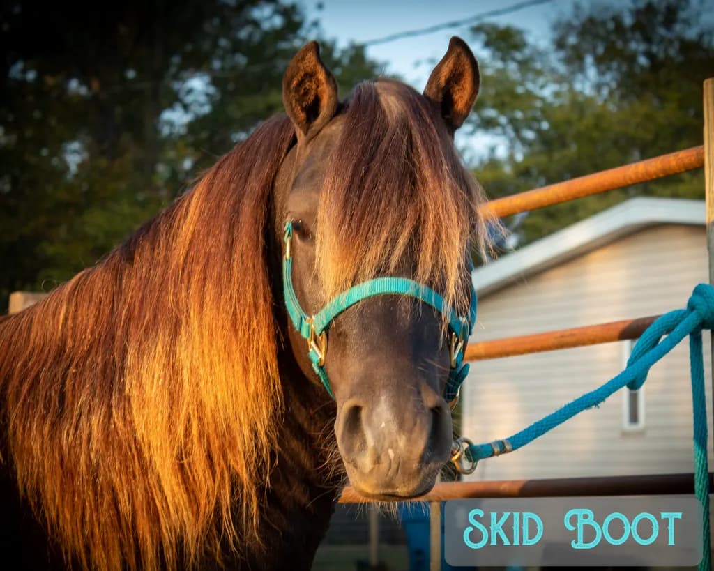 Skid Boot