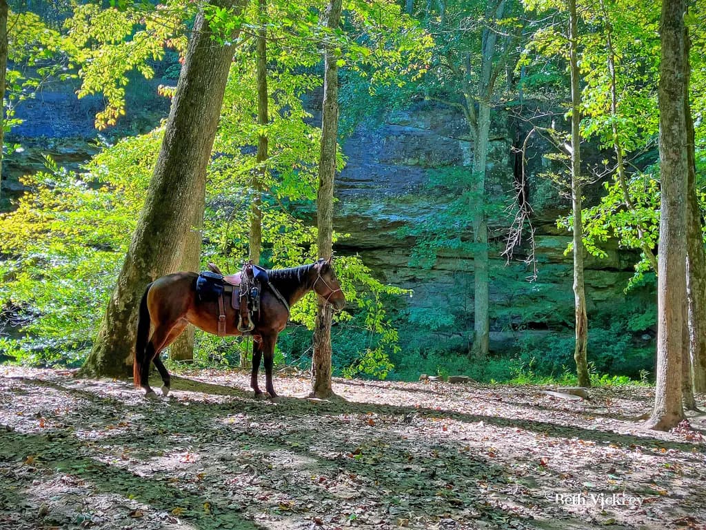 Shawnee Woods