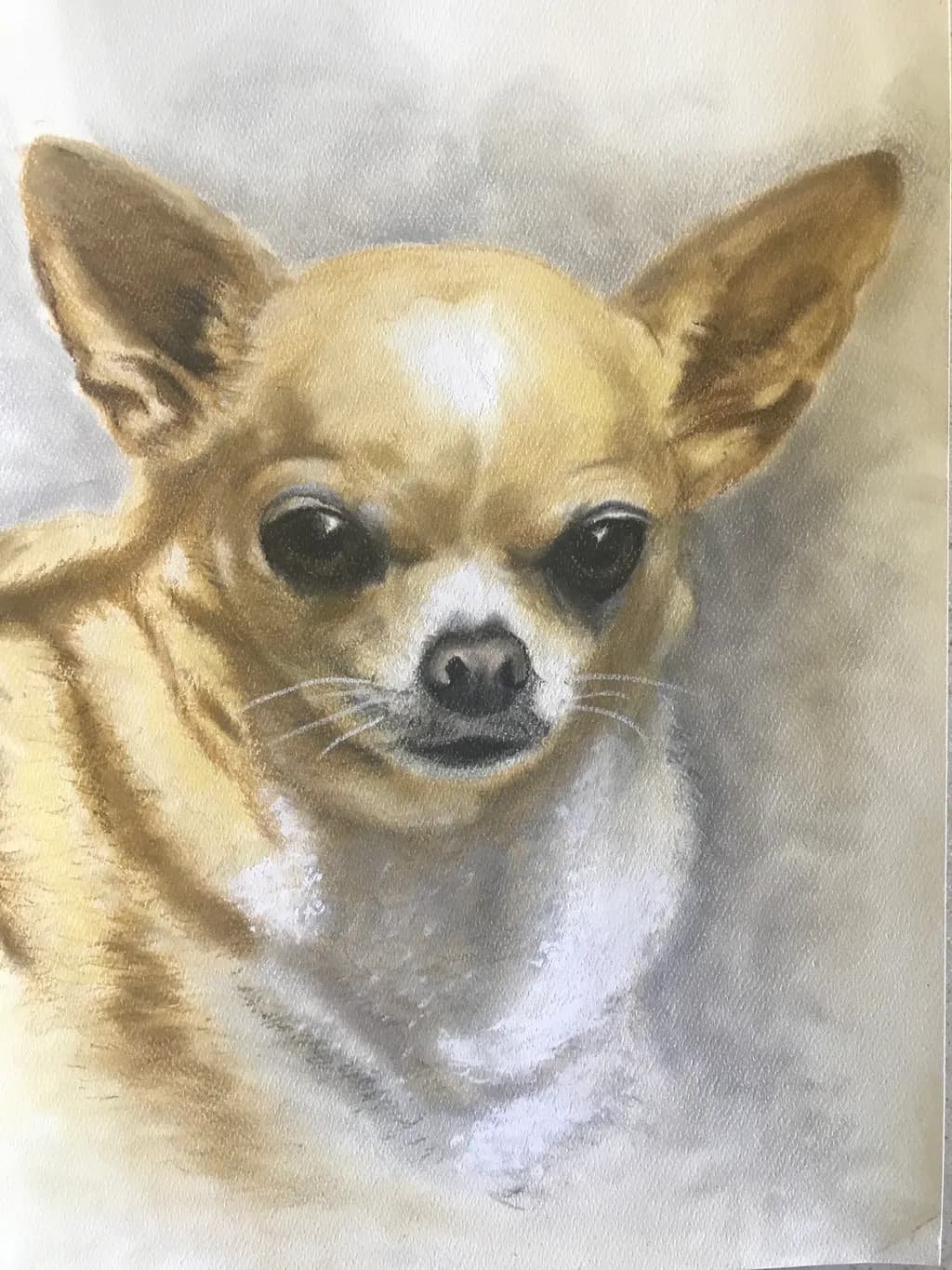 Chihuahua Portrait