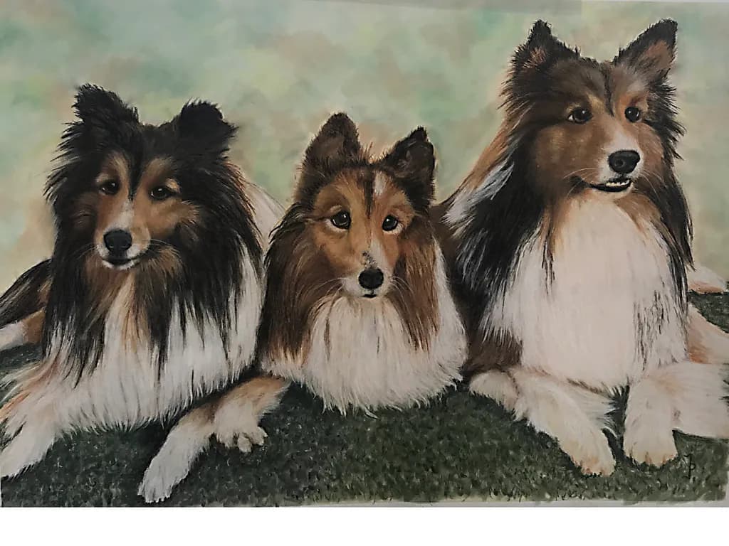 Brothers Shelties