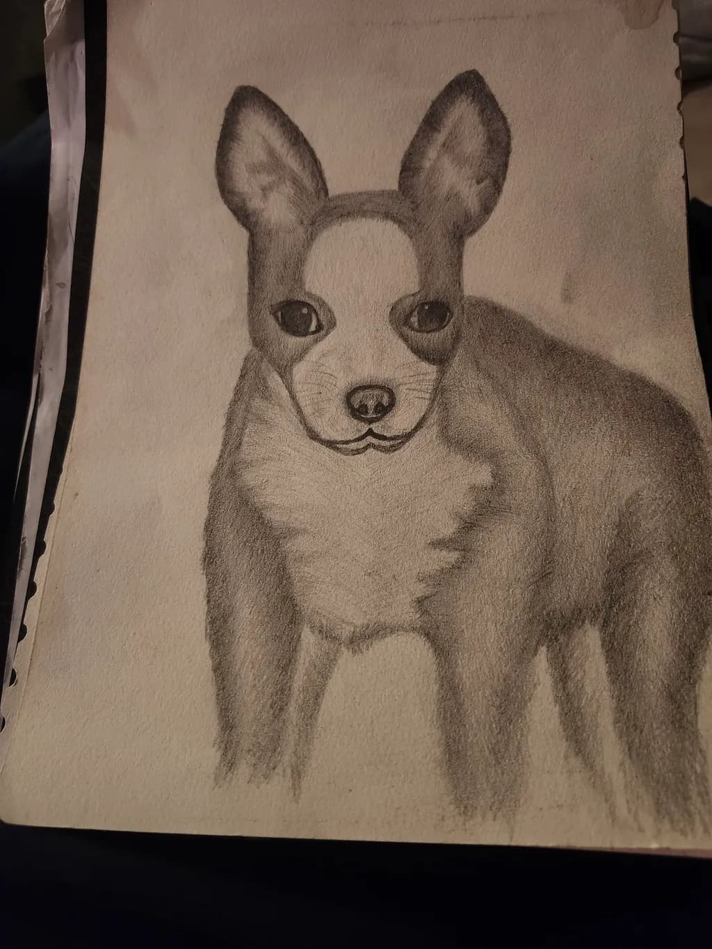 Charcoal French Bulldog