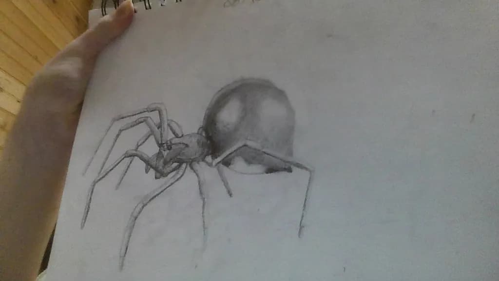 Pencil Spider Study