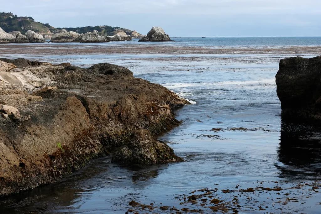 Kelp Bed, Point Lobos