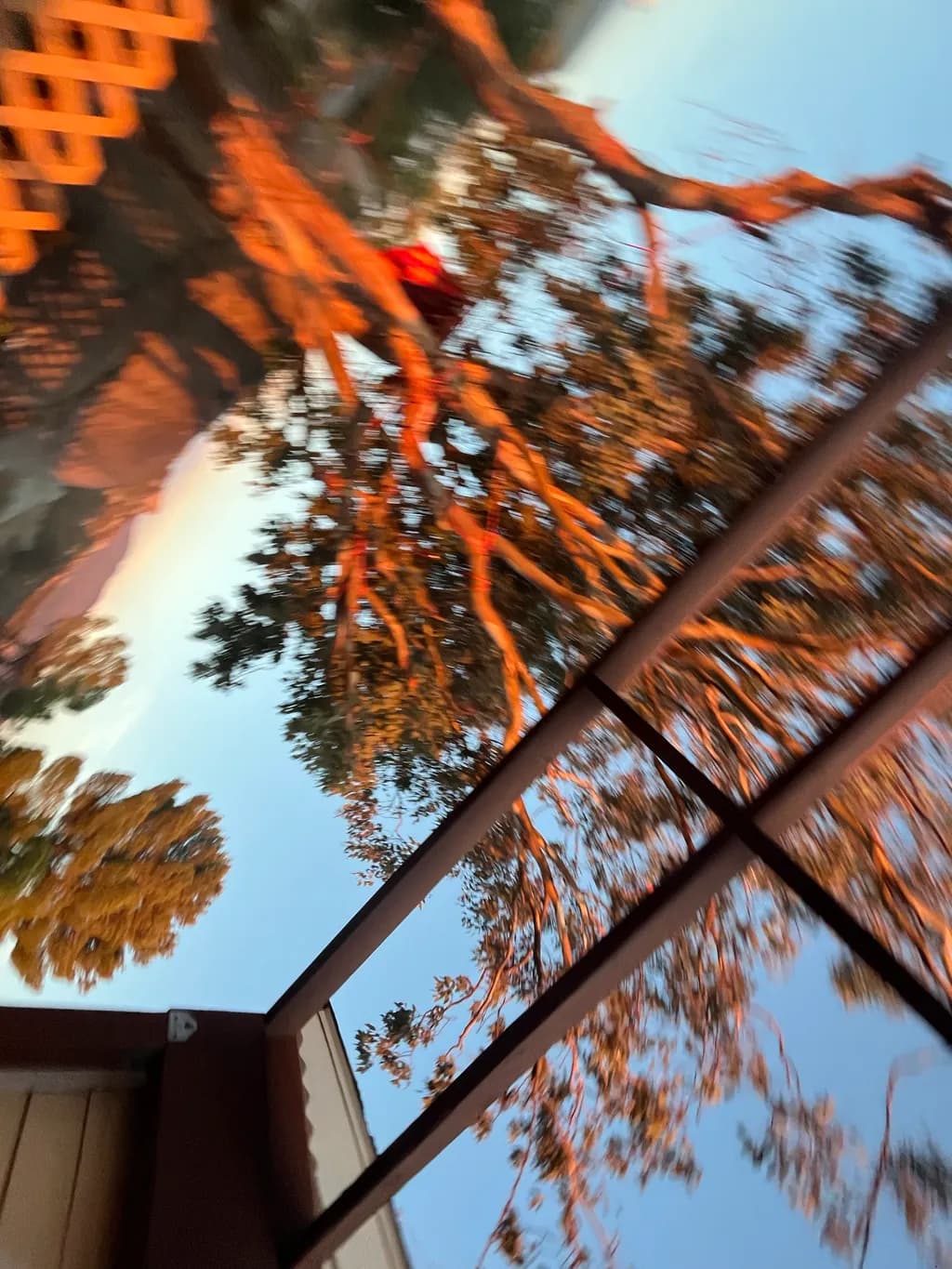 Autumn Branch Reflections
