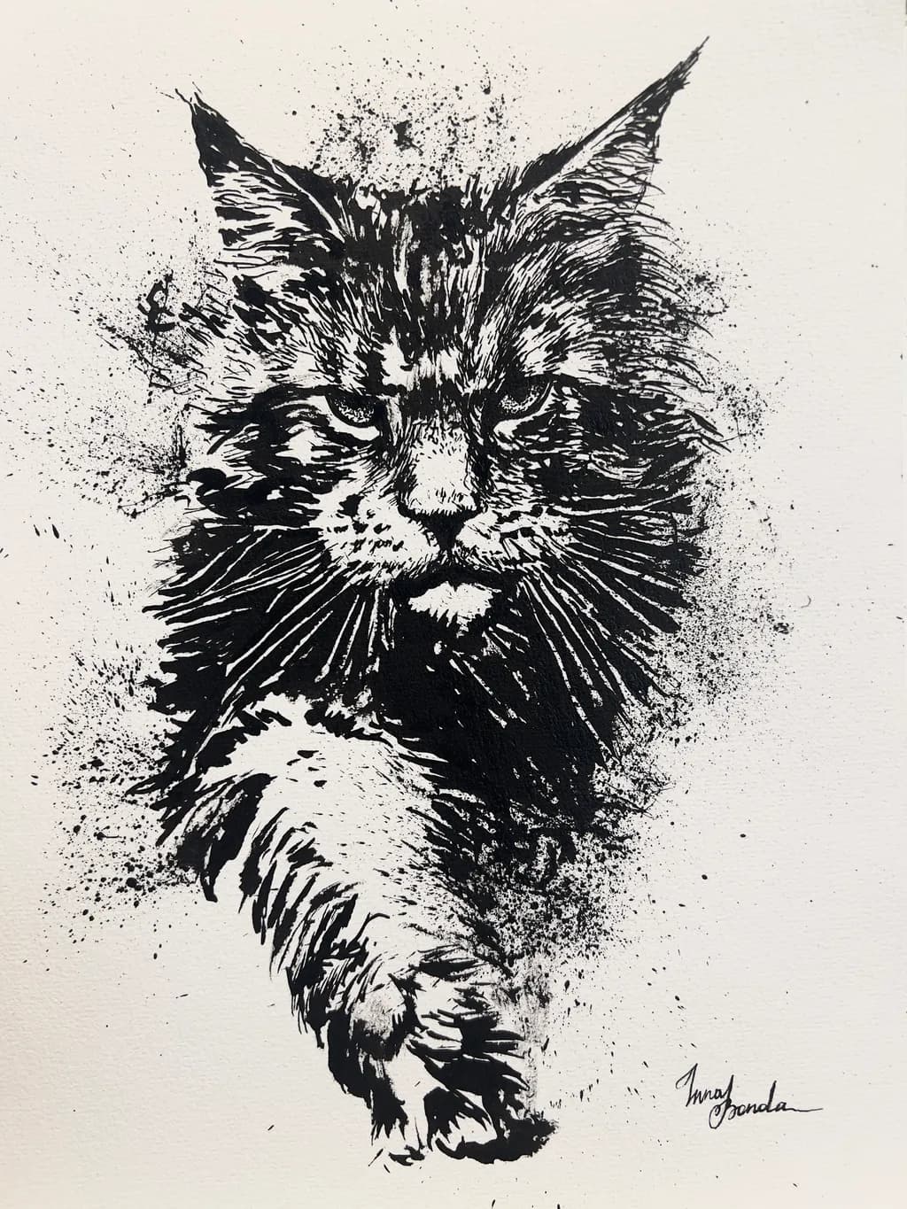 Maine coon ink drawing