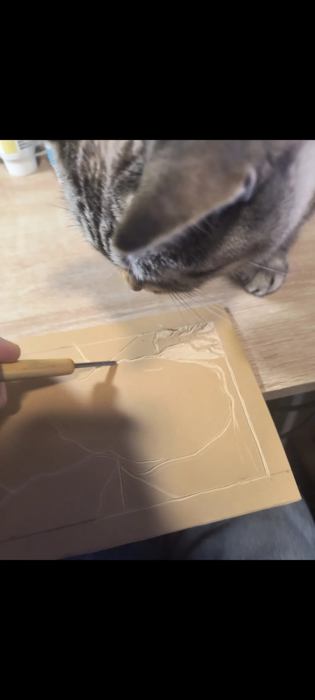 Cat in the Studio