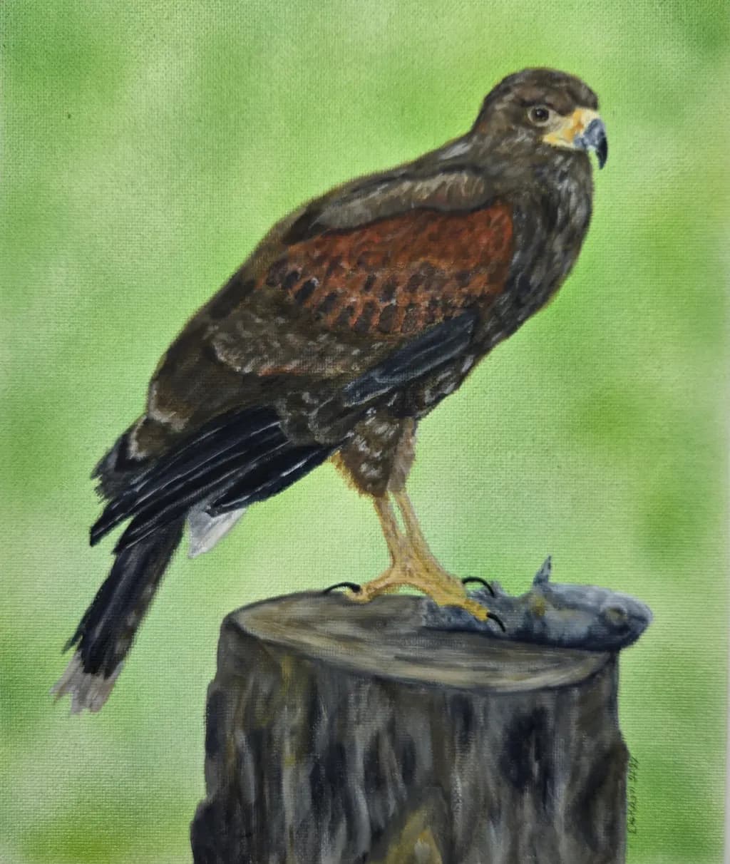 Hawk on the Stump