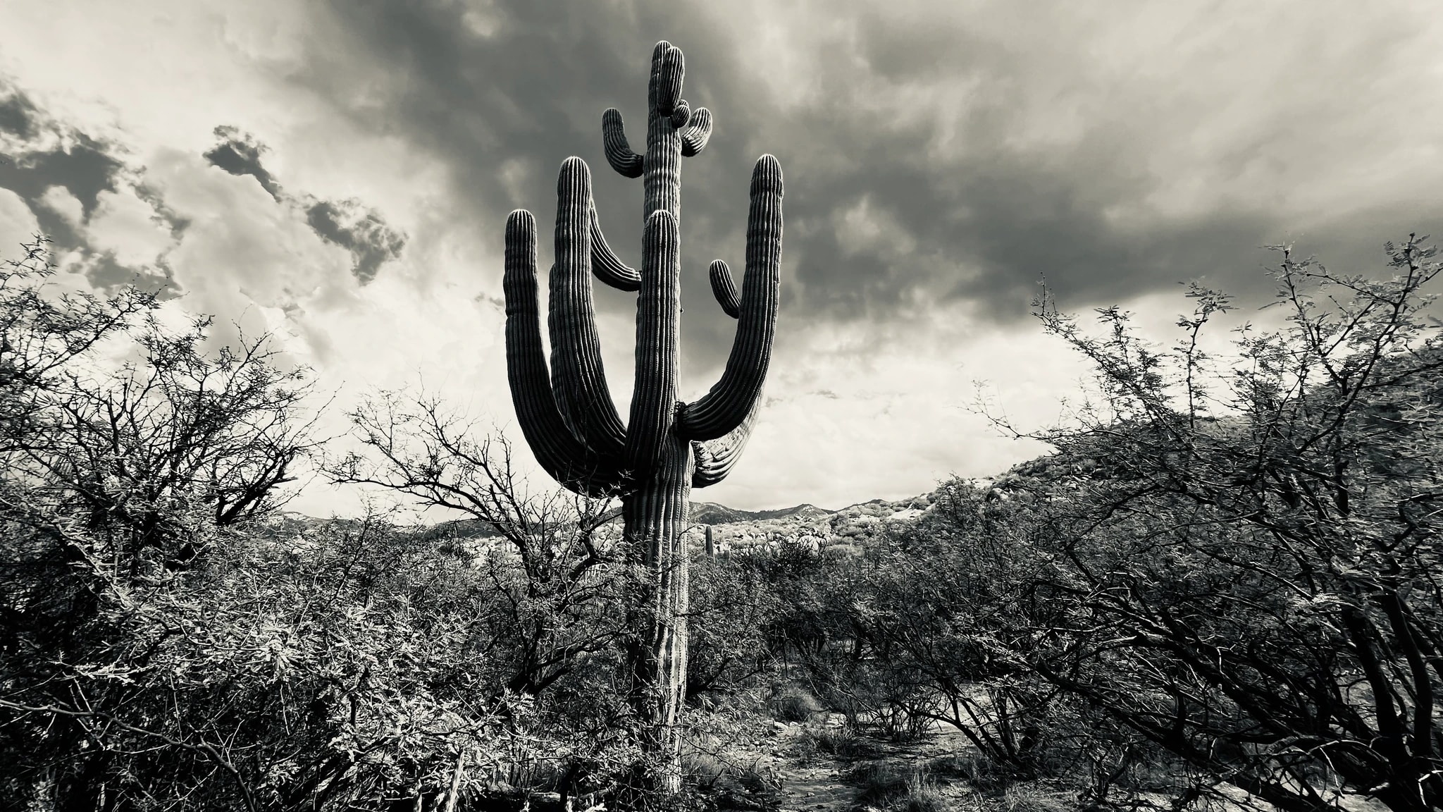 Desert Cactus Storm