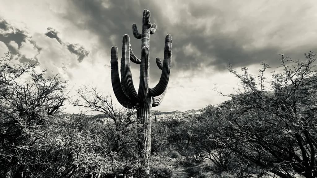 Desert Cactus Storm